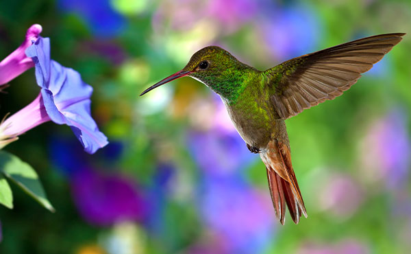 How to Attract Hummingbirds to Your Backyard